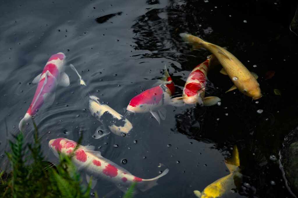 池で泳ぐ鮮やかな鯉