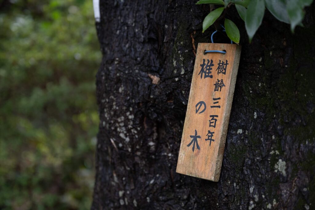 樹齢300年の椎木