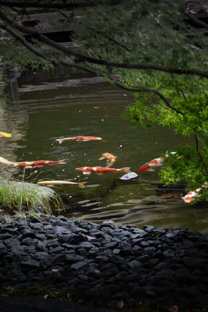 優雅に泳ぐ鮮やかな鯉