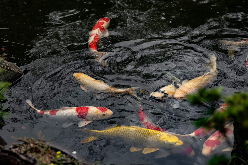 池を泳ぐ鯉